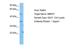 MMP27 Rabbit anti-Human, Polyclonal, Novus Biologicals 0.1ml; Unconjugated:Antibodies,